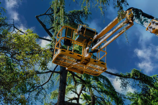 How Our Tree Care Process Works  in East Lake Orient Park, FL